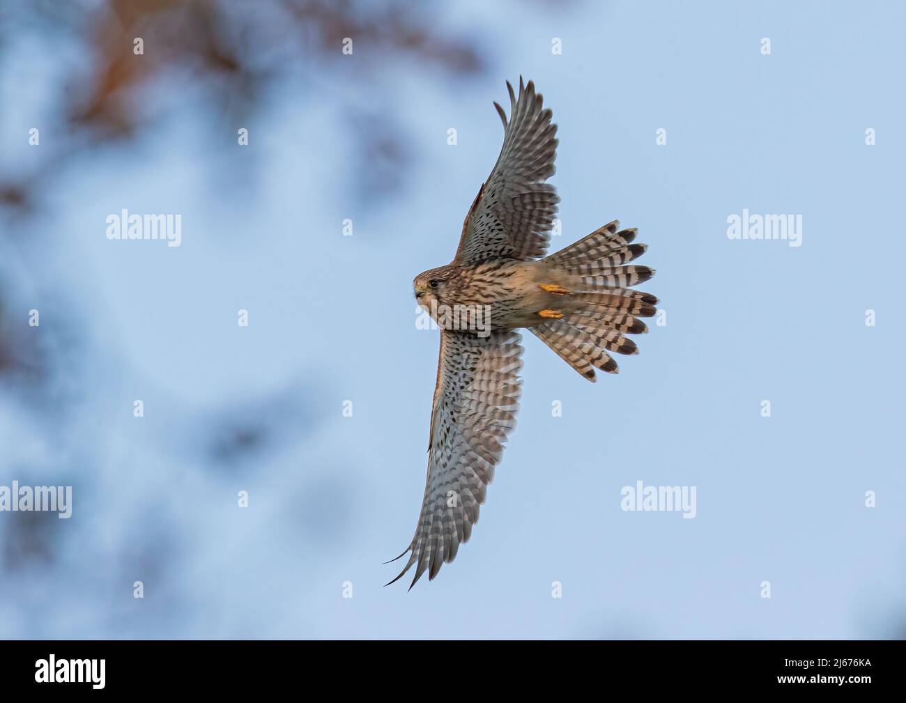 Una hembra Kestrel en vuelo , mostrando detalles de plumas , fanfed fuera de la cola y la parte inferior de sus alas sobregrabadas. Suffolk Reino Unido. Foto de stock