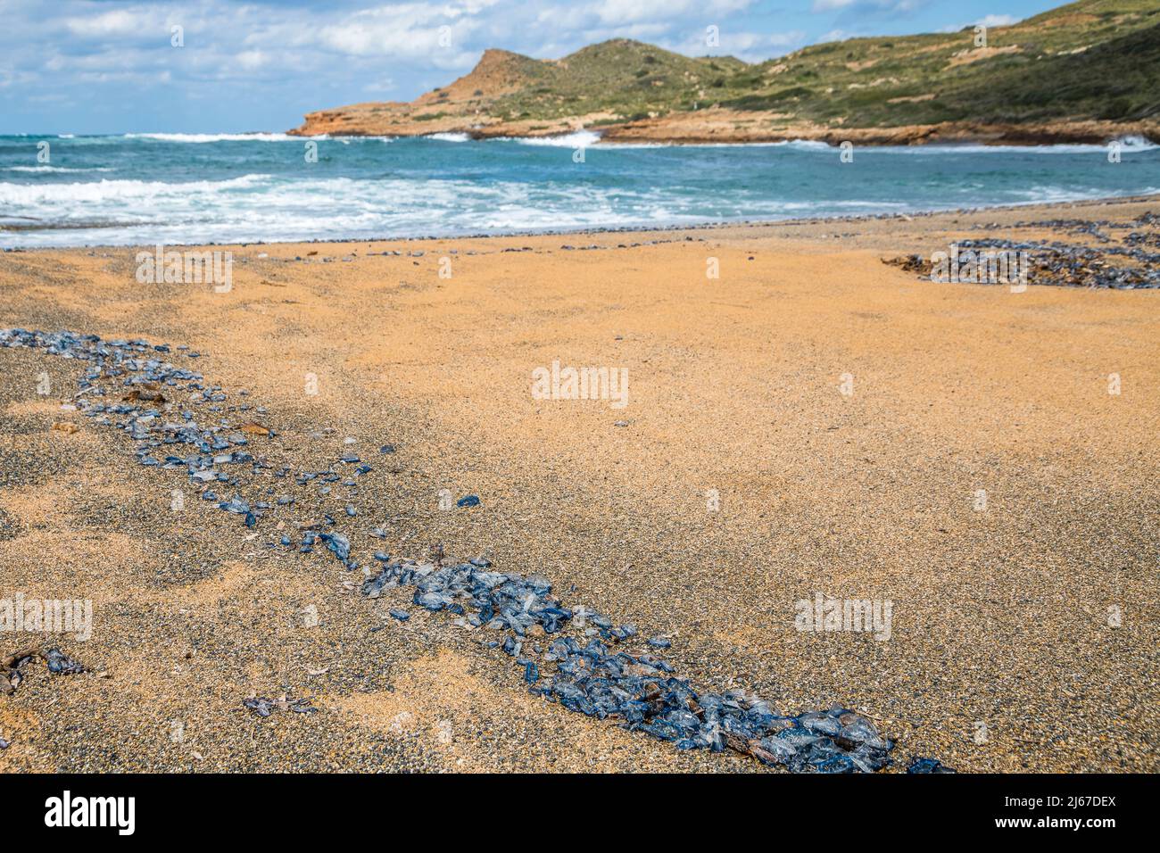 Balsa marina (Velella velella), un cosmopolita hidrozoano flotante, bañado en masa en la playa. Foto de stock