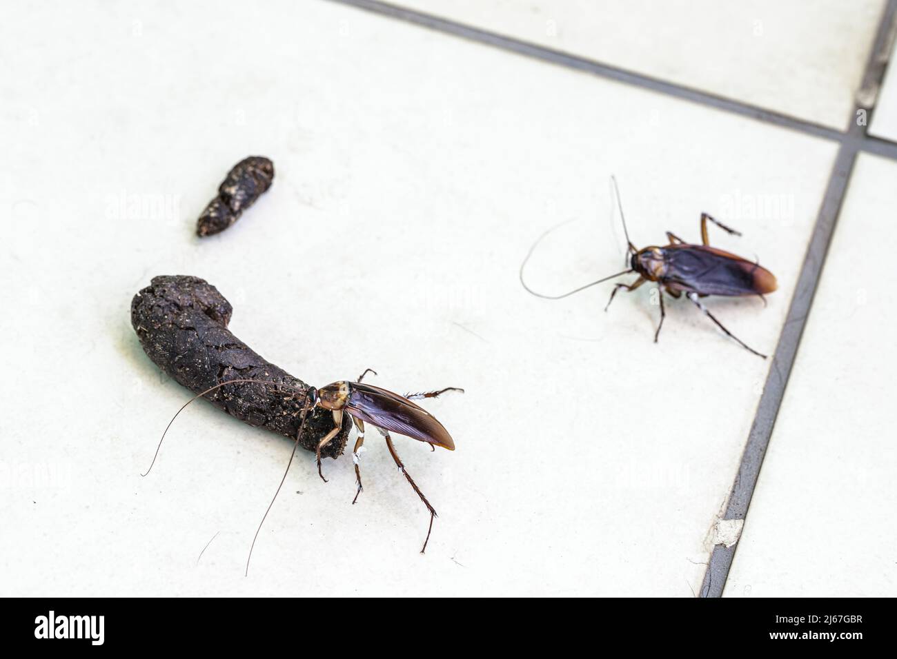 cucaracha en las heces de las mascotas, insectos contaminando el hogar