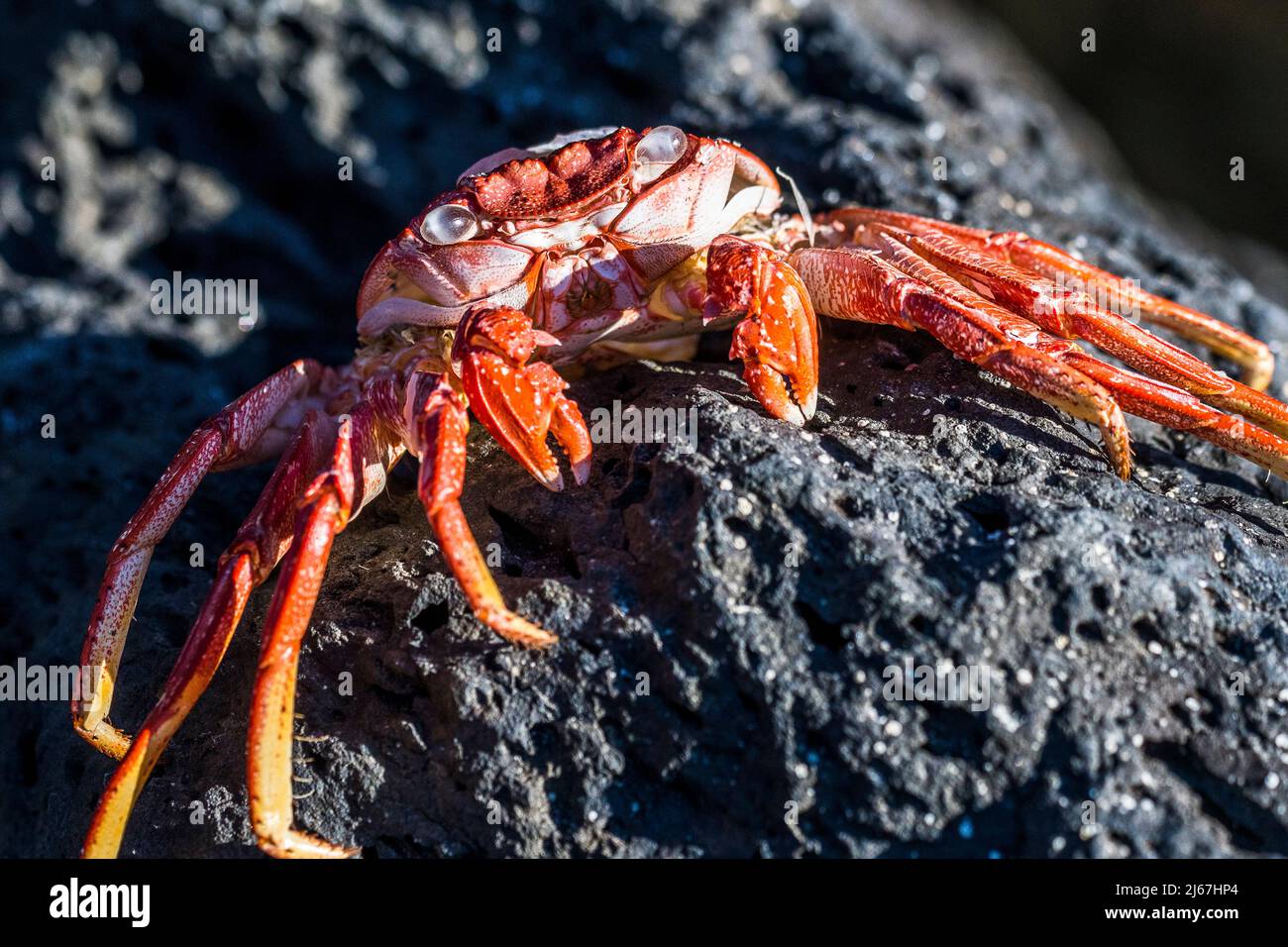 Atlántico Este Crab Sally Lightfoot o cangrejo de roca roja (Grapsus