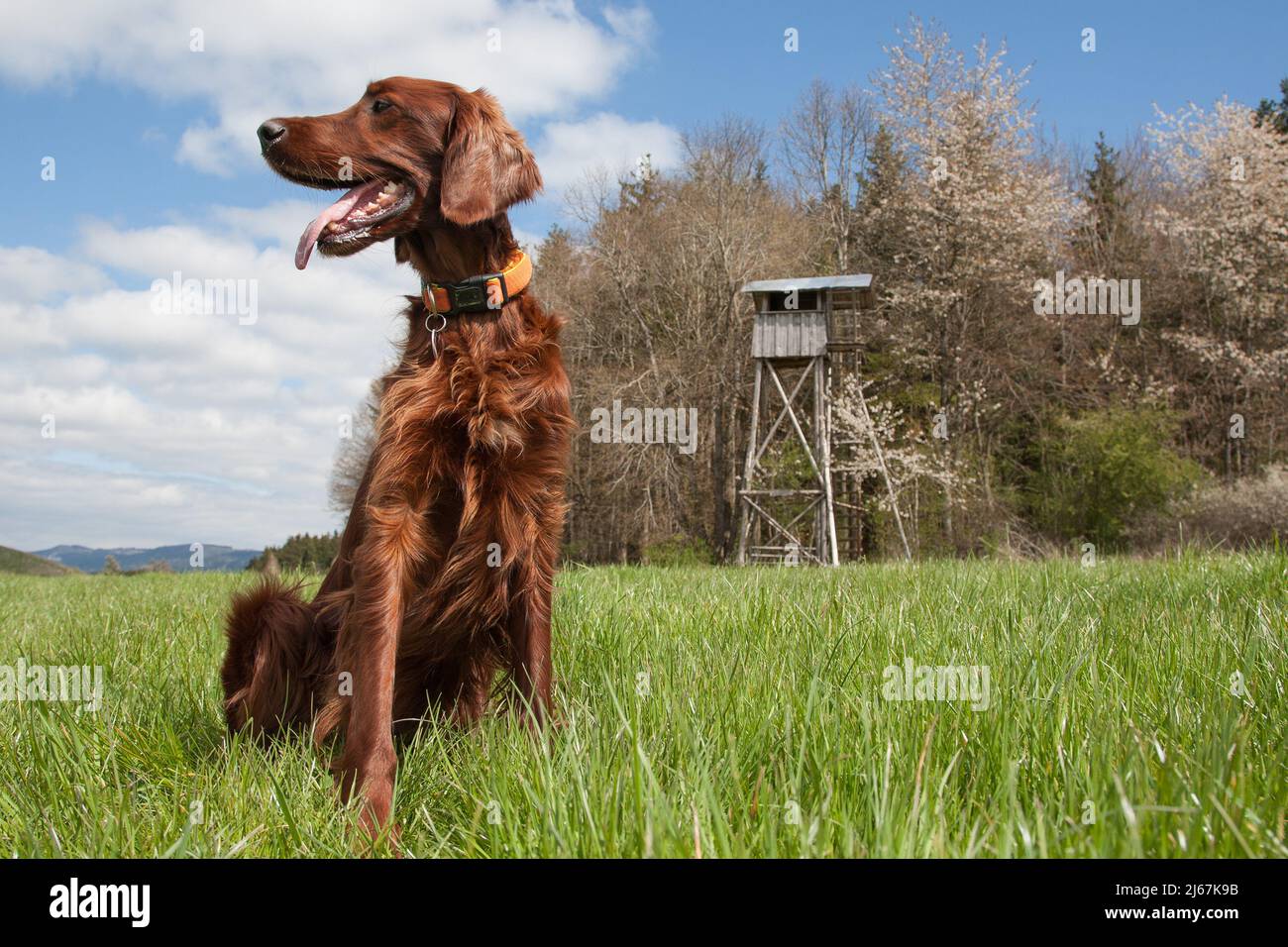 El hermoso perro de caza Irish Setter se encuentra en la exuberante pradera verde frente al gran púlpito de caza del cazador en un hermoso día de primavera. Foto de stock