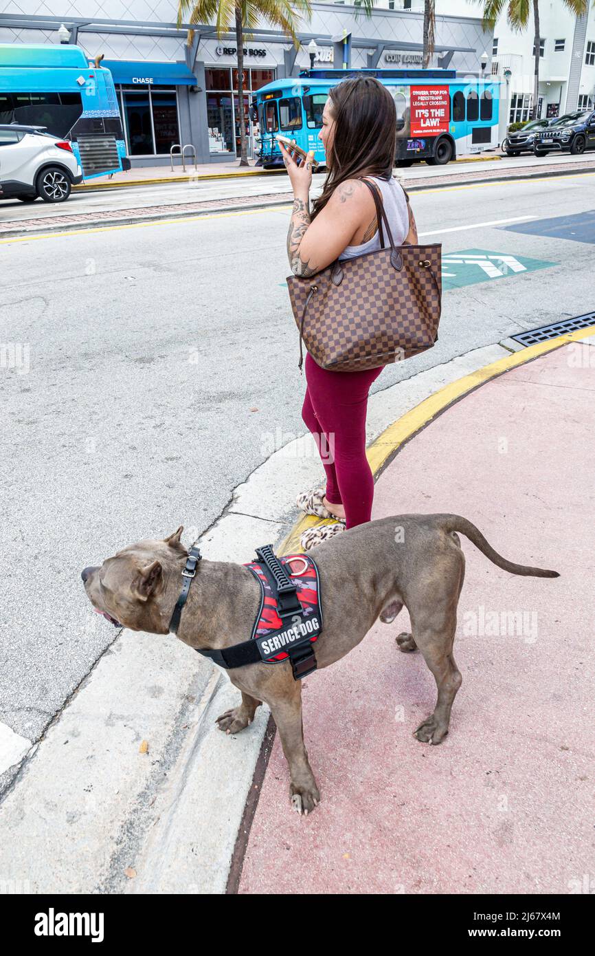 Miami Beach Florida mujer servicio perro hoyo raza toro con arnés Foto de stock