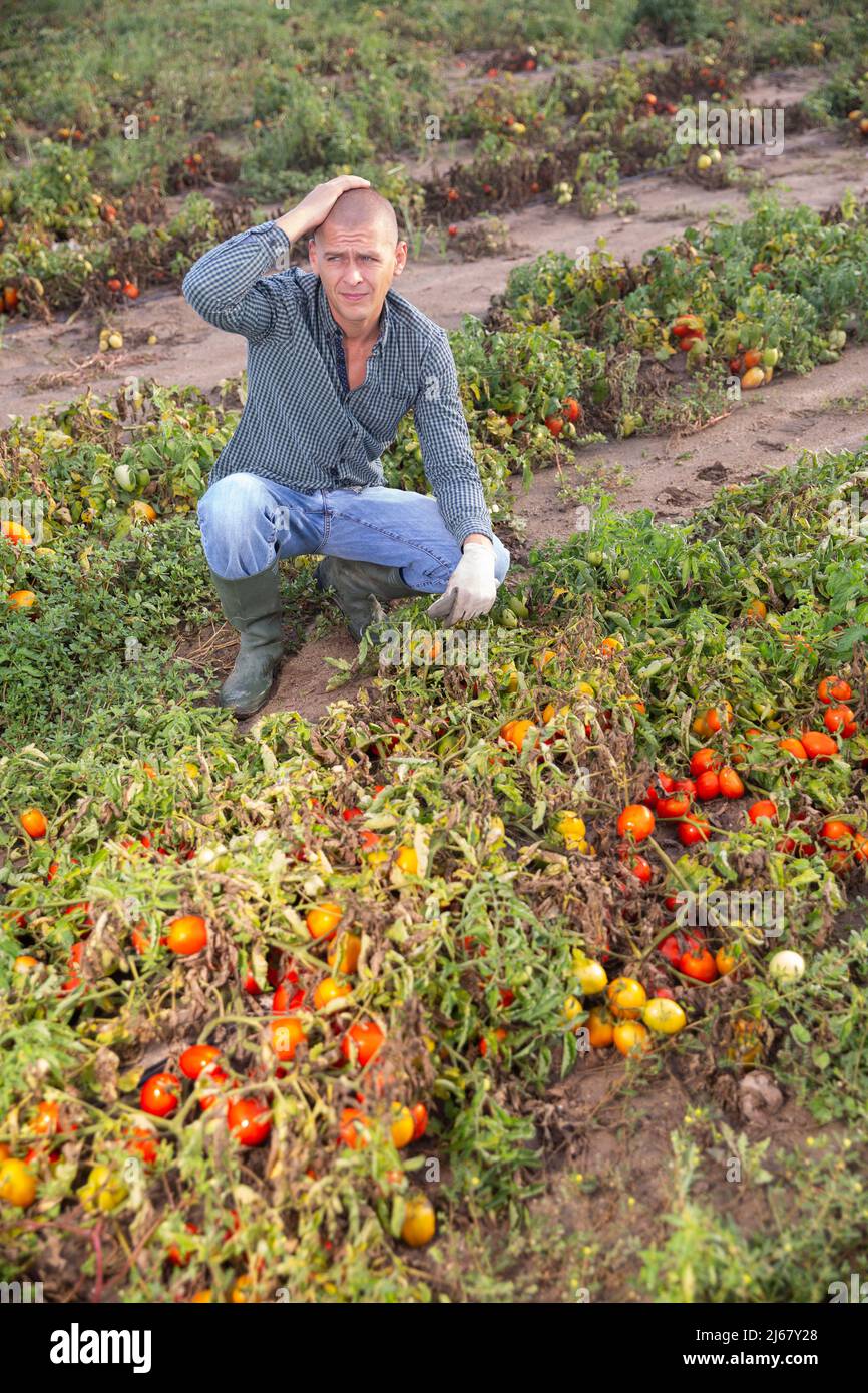 El granjero frustrado inspecciona el campo de tomate después de un desastre natural Foto de stock