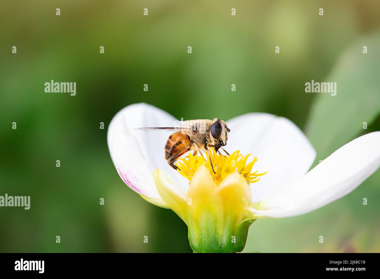 La abeja recoge el polen en la flor blanca en el día soleado . Primavera, Verano. Apicultura. Espacio de copia Foto de stock