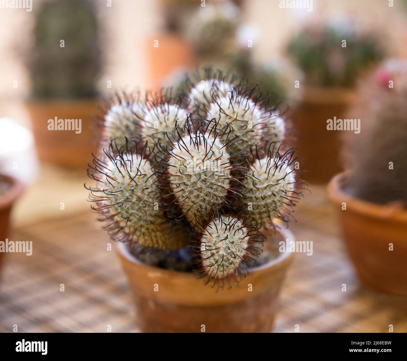 Cactus Mammillaria perezdelarosae en maceta de cerámica. Cactus blanco esponjoso con espinas curvas oscuras y largas Foto de stock