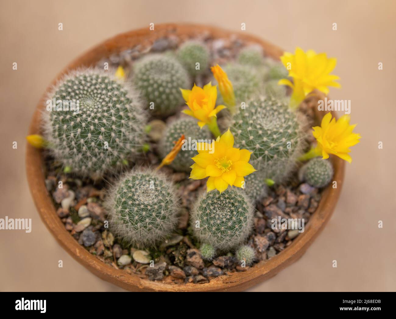 Cactus Rebutia senilis con flores amarillas en maceta Foto de stock