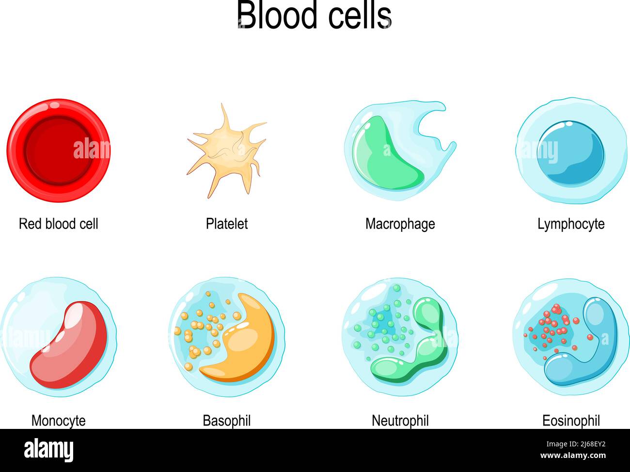 Glóbulos rojos o eritrocitos, plaquetas y glóbulos blancos: Eosinófilos, neutrophil, basófilos, linfocitos, macrófagos, Y monocítico. Vector Ilustración del Vector