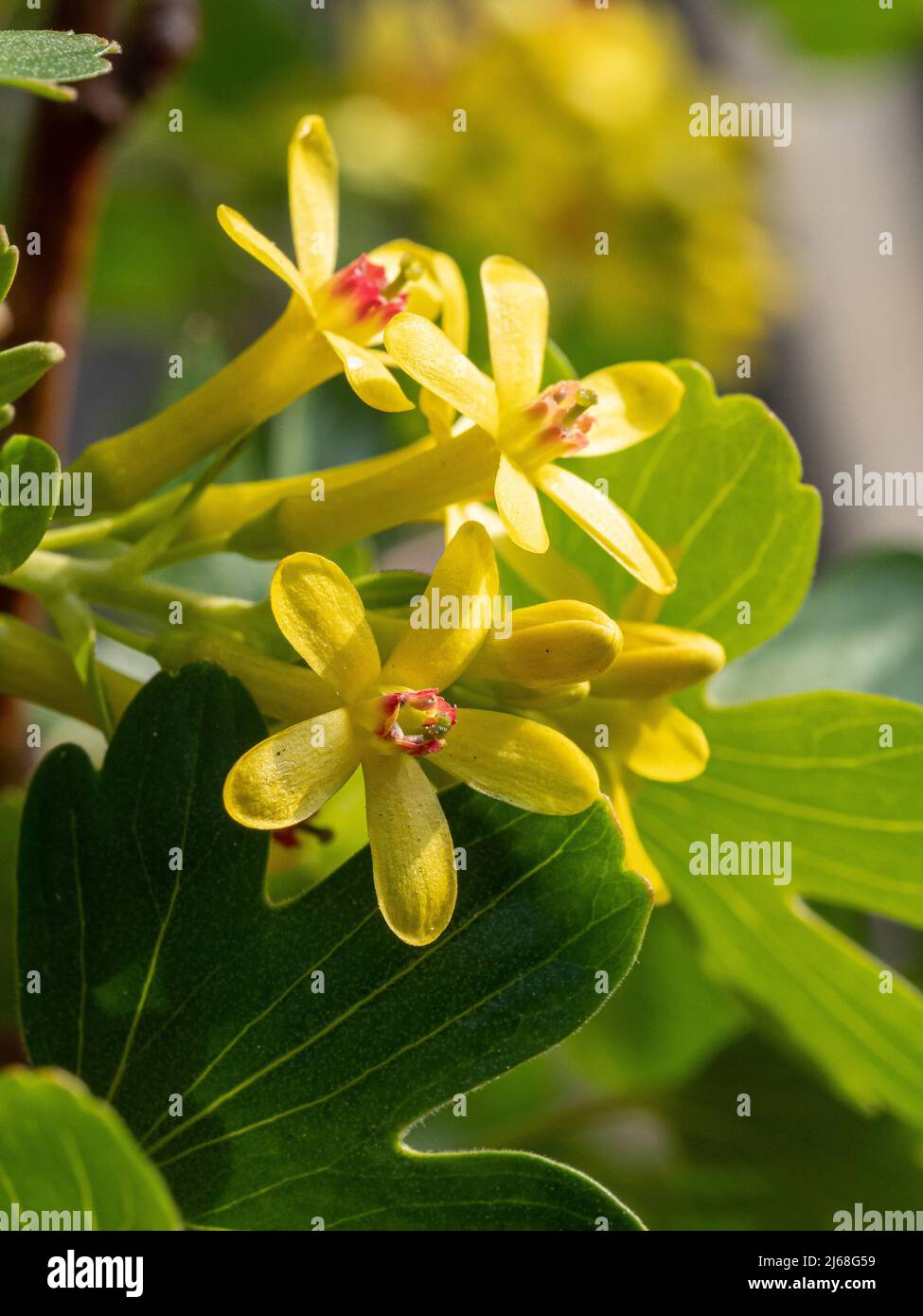Un primer plano de las flores amarillas de Ribes odoratum mostrando los estambres rojos en el centro Foto de stock