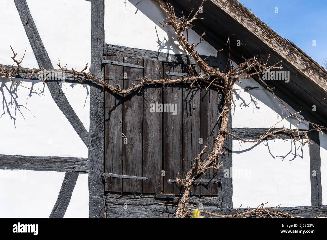 Alemania, típica fachada tradicional de una antigua casa de entramado de madera en el campo decorada con uvas. Sol primaveral. La ventana está cubierta con Foto de stock