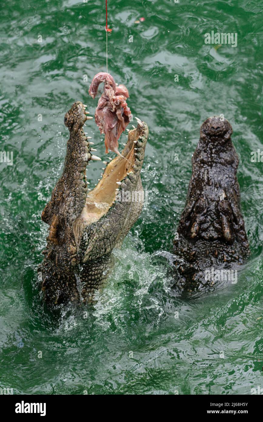 Comida de cocodrilo fotografías e imágenes de alta resolución - Alamy