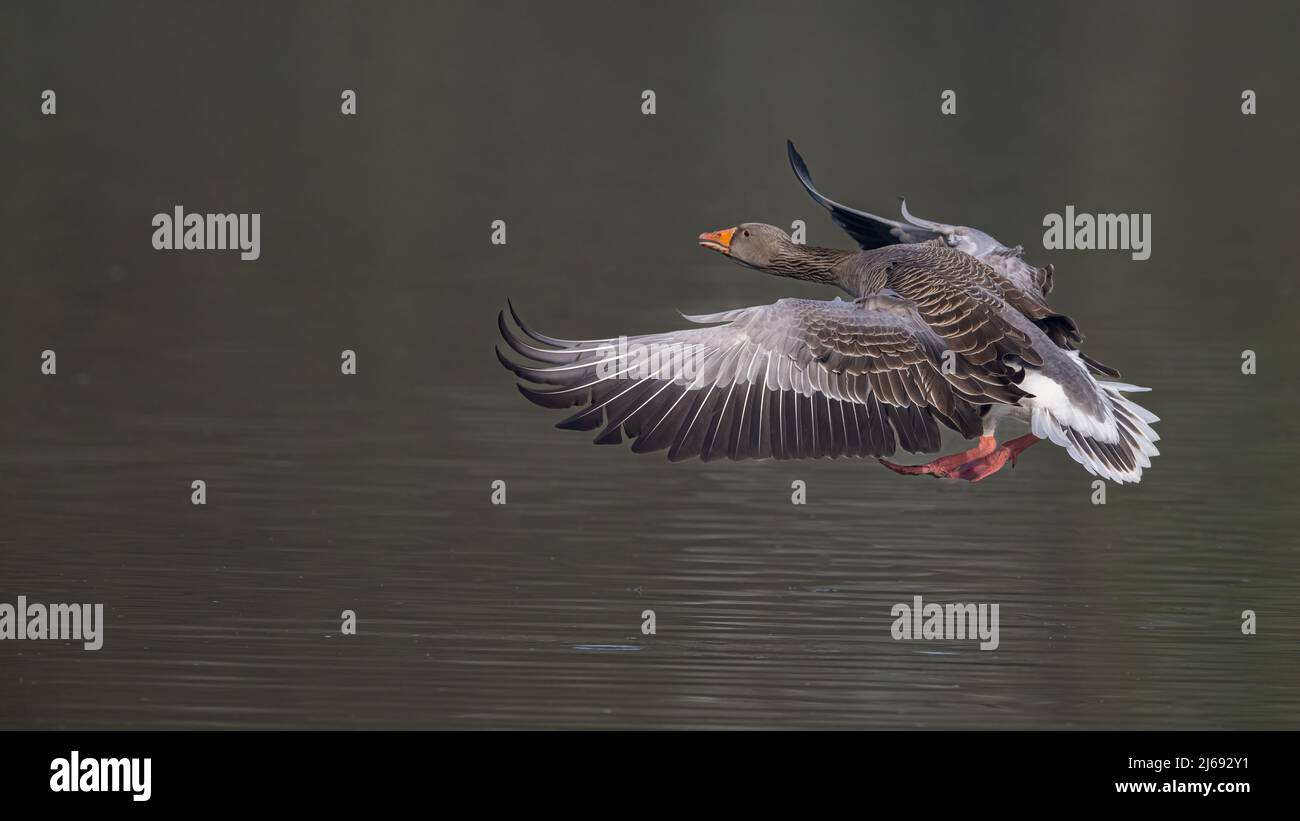 Un ganso (anser anser) se desliza hacia la tierra en un estanque oscuro en Kent Foto de stock