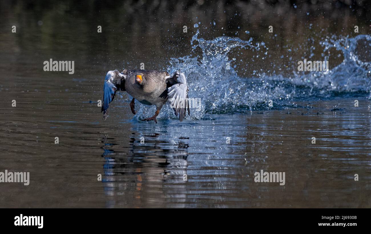 Un ganso de grislag (anser anser) se impulsa a través de un lago en Kent para lanzar su gran cantidad al aire. Foto de stock