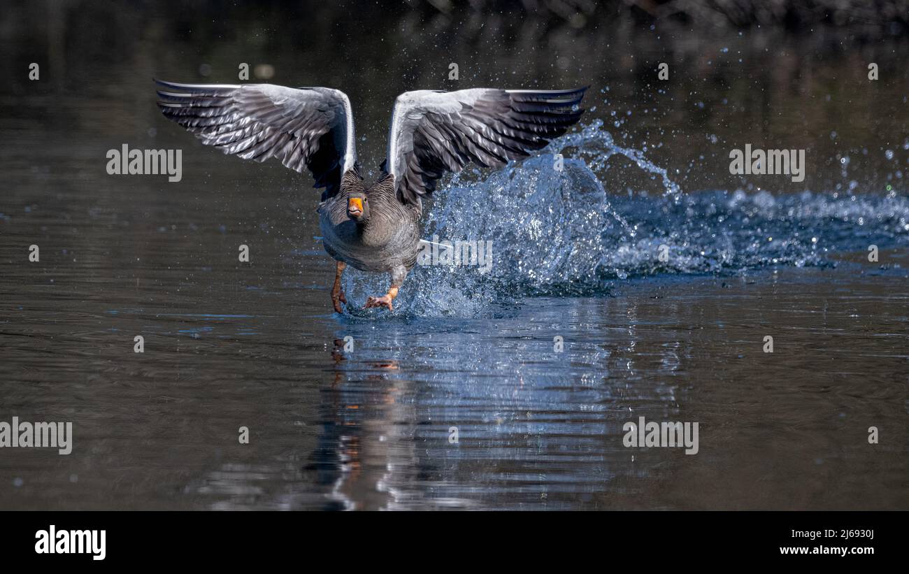 Un ganso de grislag (anser anser) se impulsa a través de un lago en Kent para lanzar su gran cantidad al aire. Foto de stock
