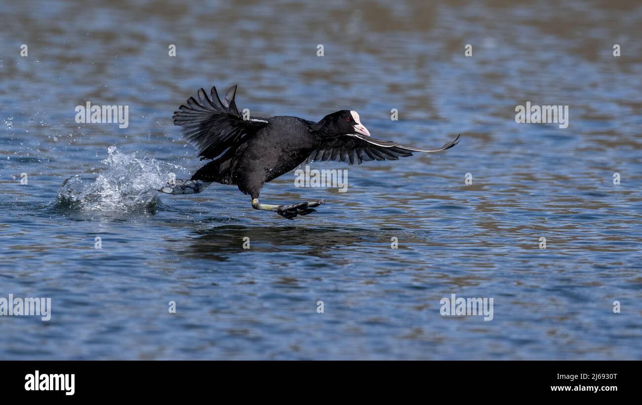 Un Coot Eurasiano (Fulica atra) se asola a través del agua de un estanque oscuro en Kent, escapando de un adversario Foto de stock