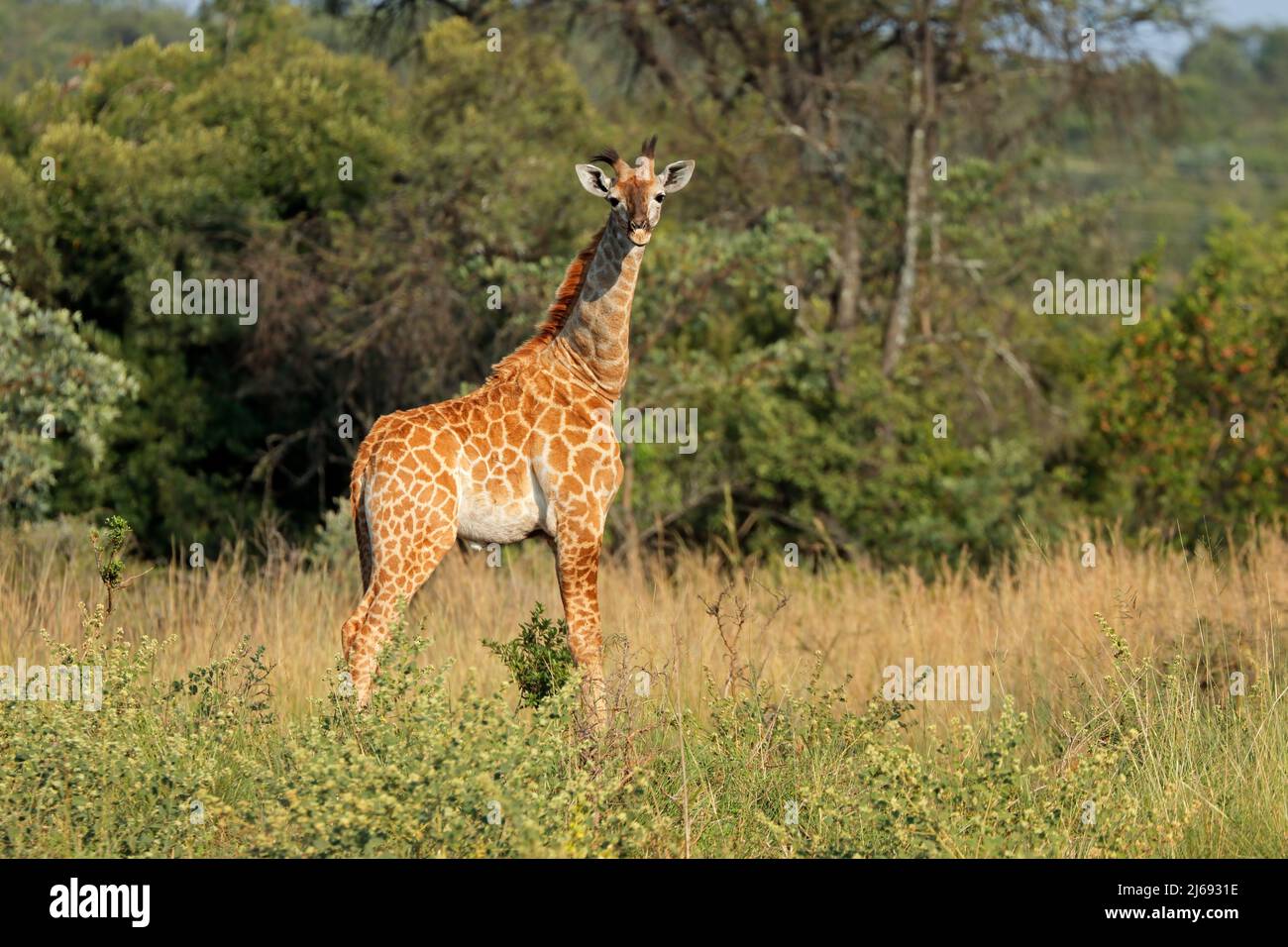 Una jirafa joven (Giraffa camelopardalis) en hábitat natural, Sudáfrica Foto de stock