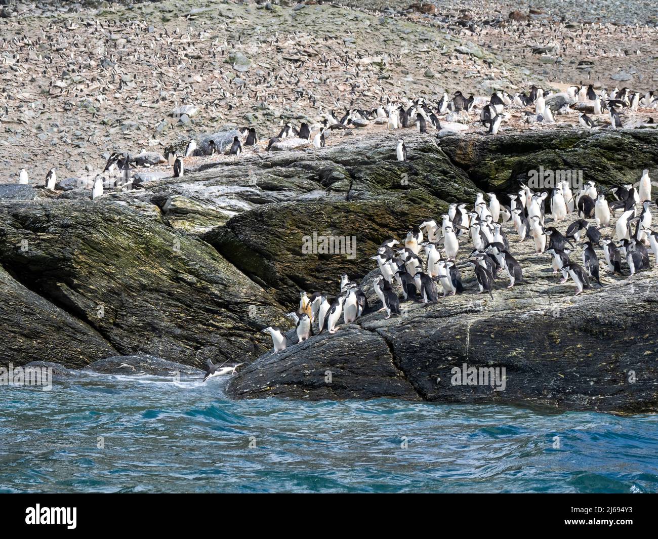 Pingüinos de chínstrap (Pygoscelis antarcticus), saltando al mar en la isla de la coronación, Orcadas del Sur, Antártida, regiones polares Foto de stock