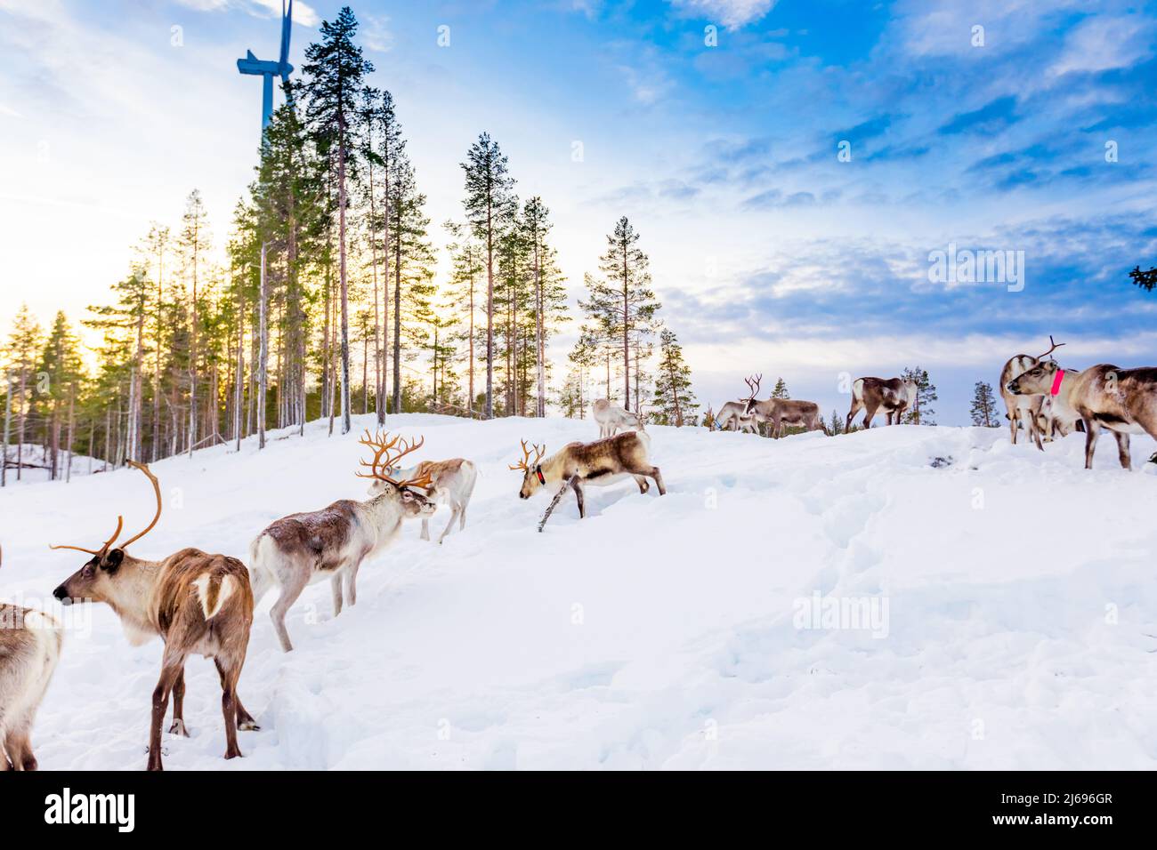 Cría de renos en el hermoso paisaje nevado de Jorn, Suecia, Escandinavia Foto de stock