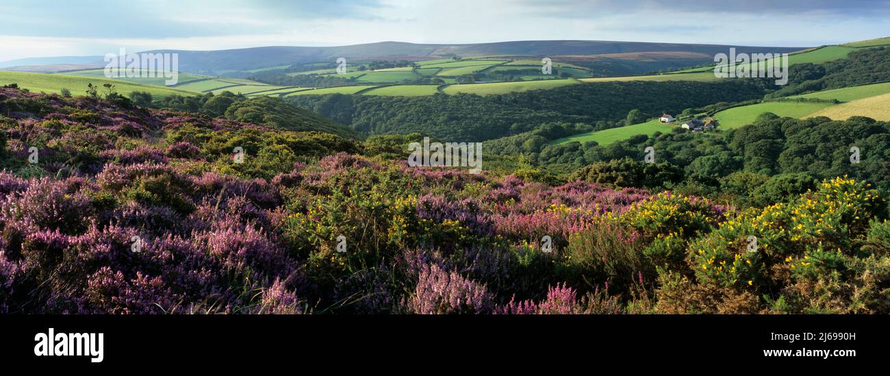 Vista sobre el páramo de brezo púrpura hasta Dunkery Beacon, Parque Nacional Exmoor, Somerset, Inglaterra, Reino Unido, Europa Foto de stock