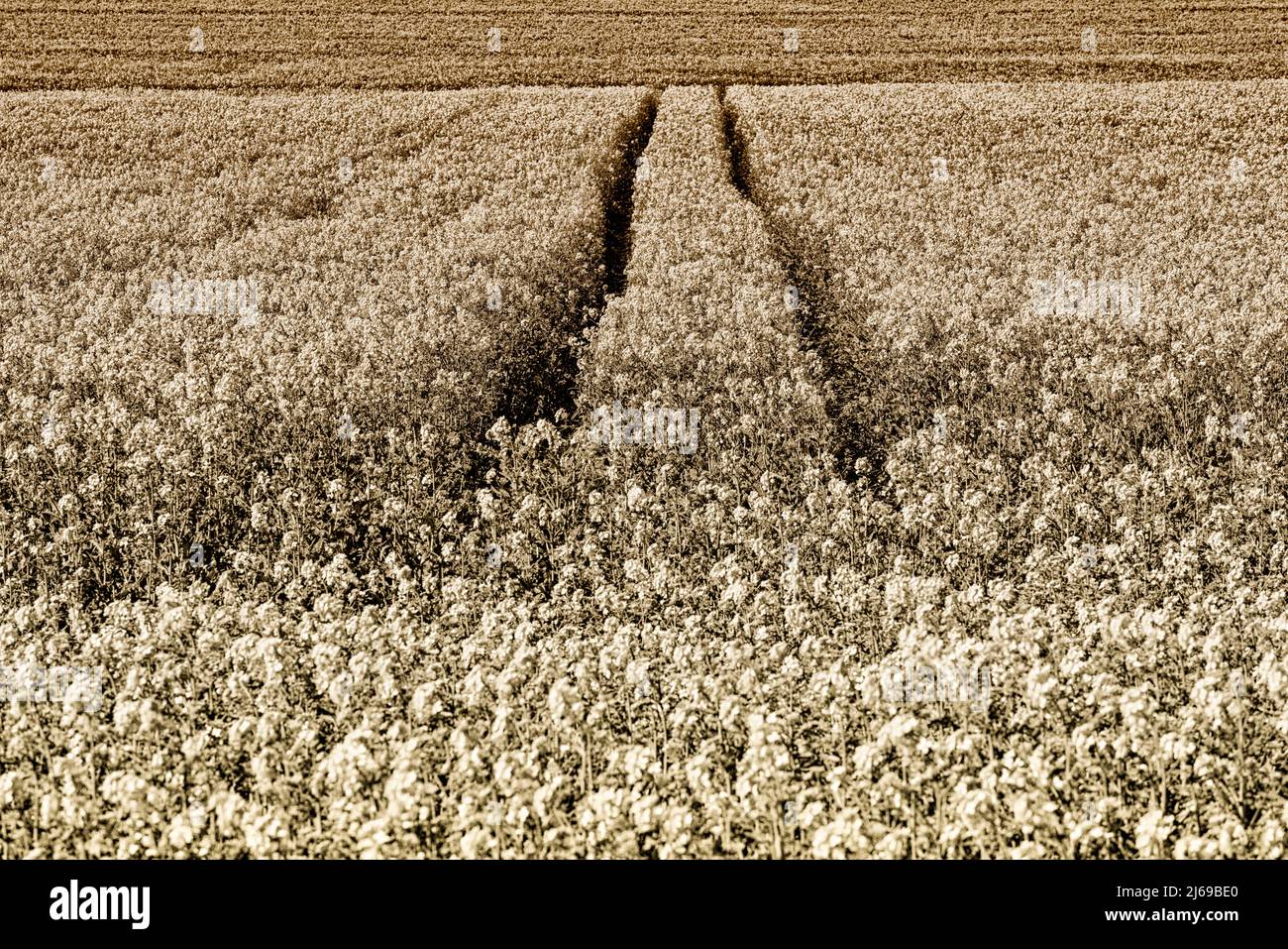 Paisaje con campos de colza cerca de Gewissenruh, Wesertal, Weserbergland, Hesse, Alemania Foto de stock
