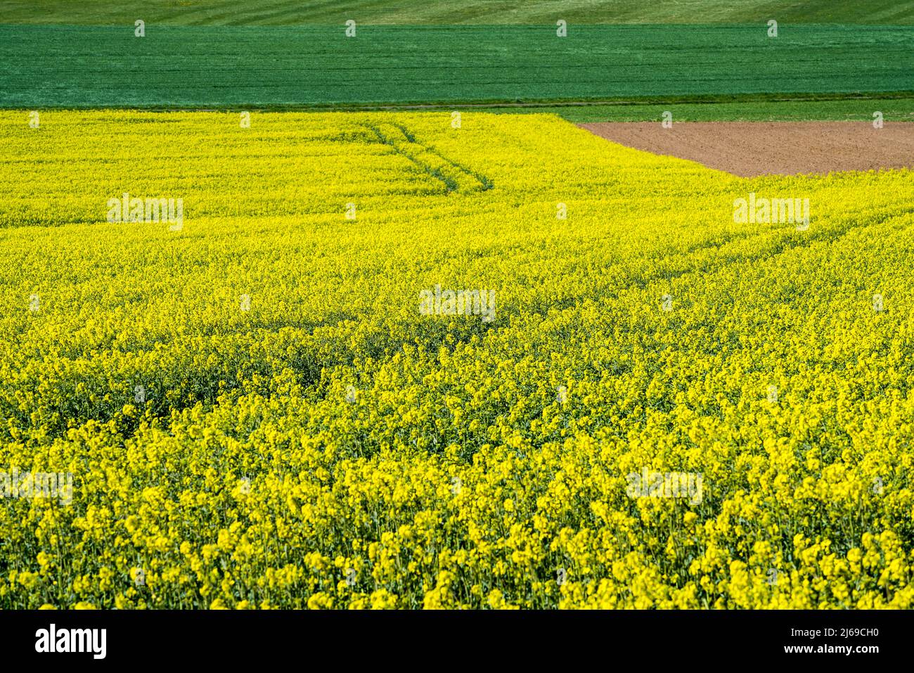 Paisaje con campos de colza cerca de Gewissenruh, Wesertal, Weserbergland, Hesse, Alemania Foto de stock