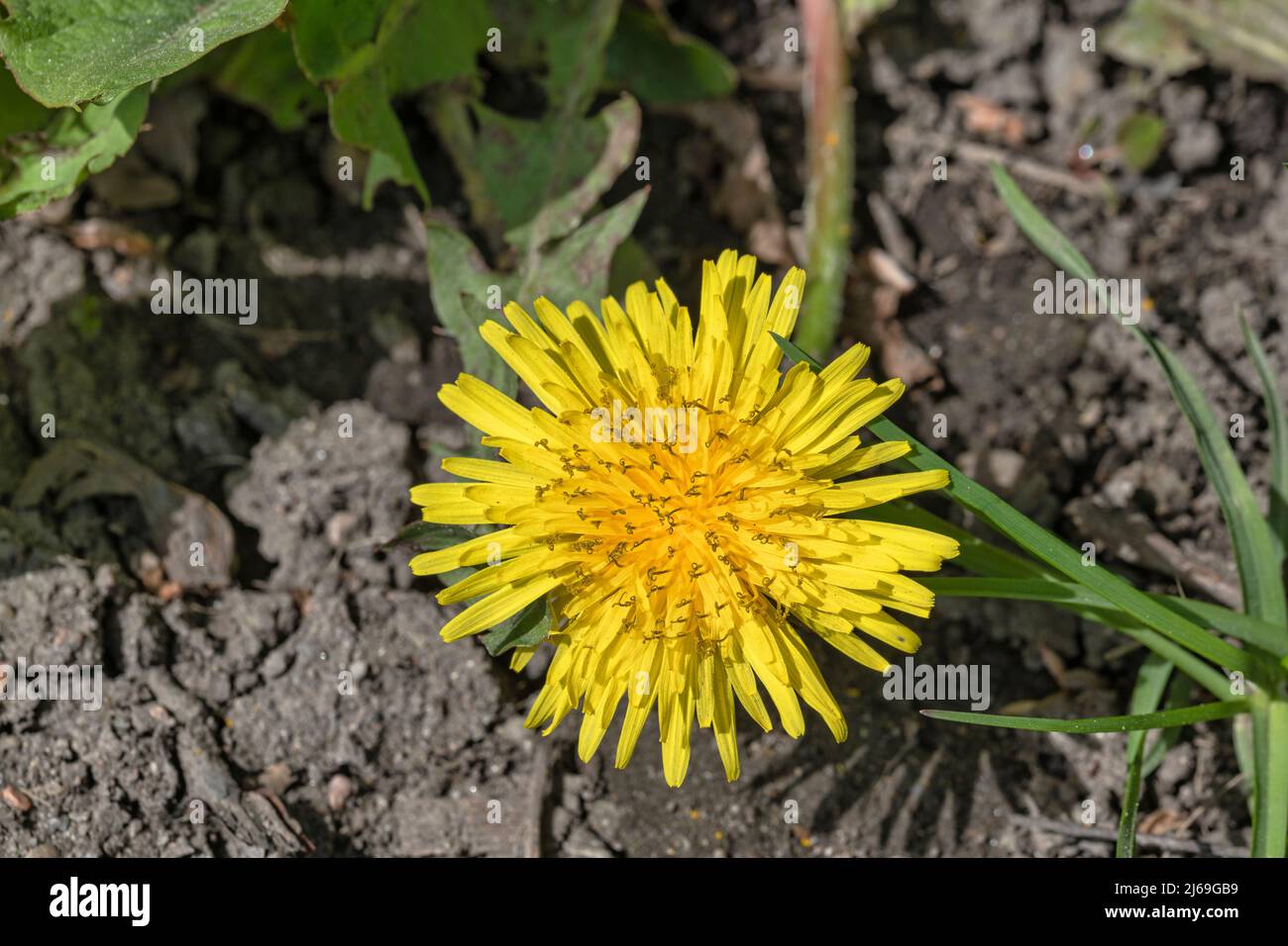 Butterblume im Frühling Foto de stock