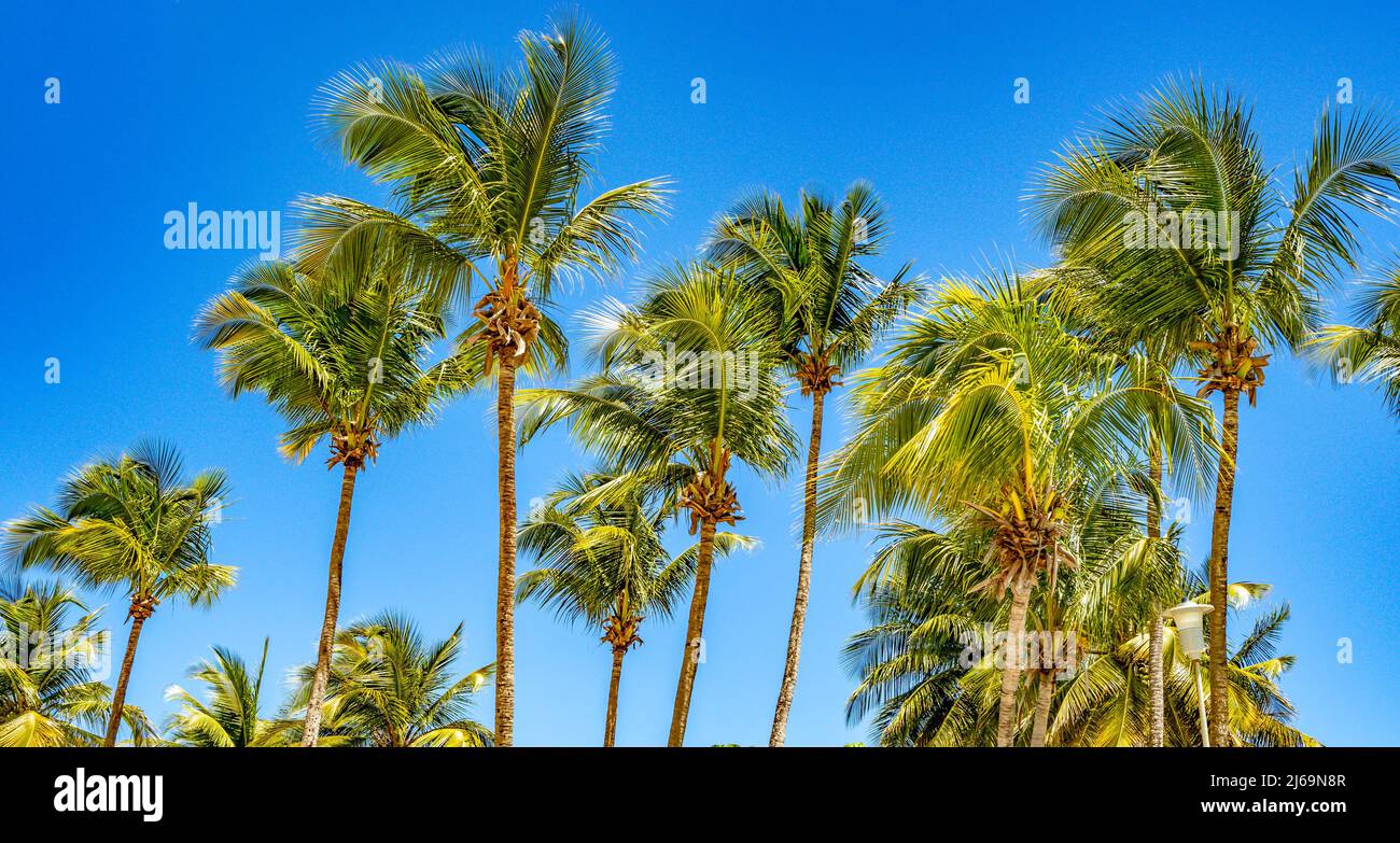 Las palmeras tropicales le dan un cielo azul claro Foto de stock