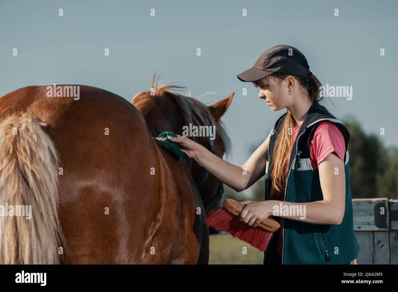 Adolescente mensajería de la espalda de caballo con cepillo de masaje verde en el exterior. Foto de stock