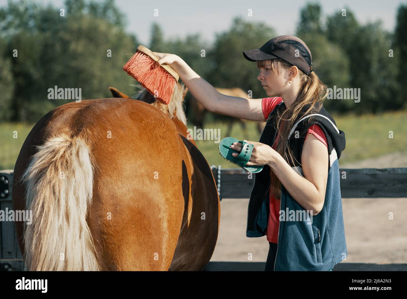 Adolescente cepillando el crup del caballo con cepillo dandy en el exterior. Foto de stock