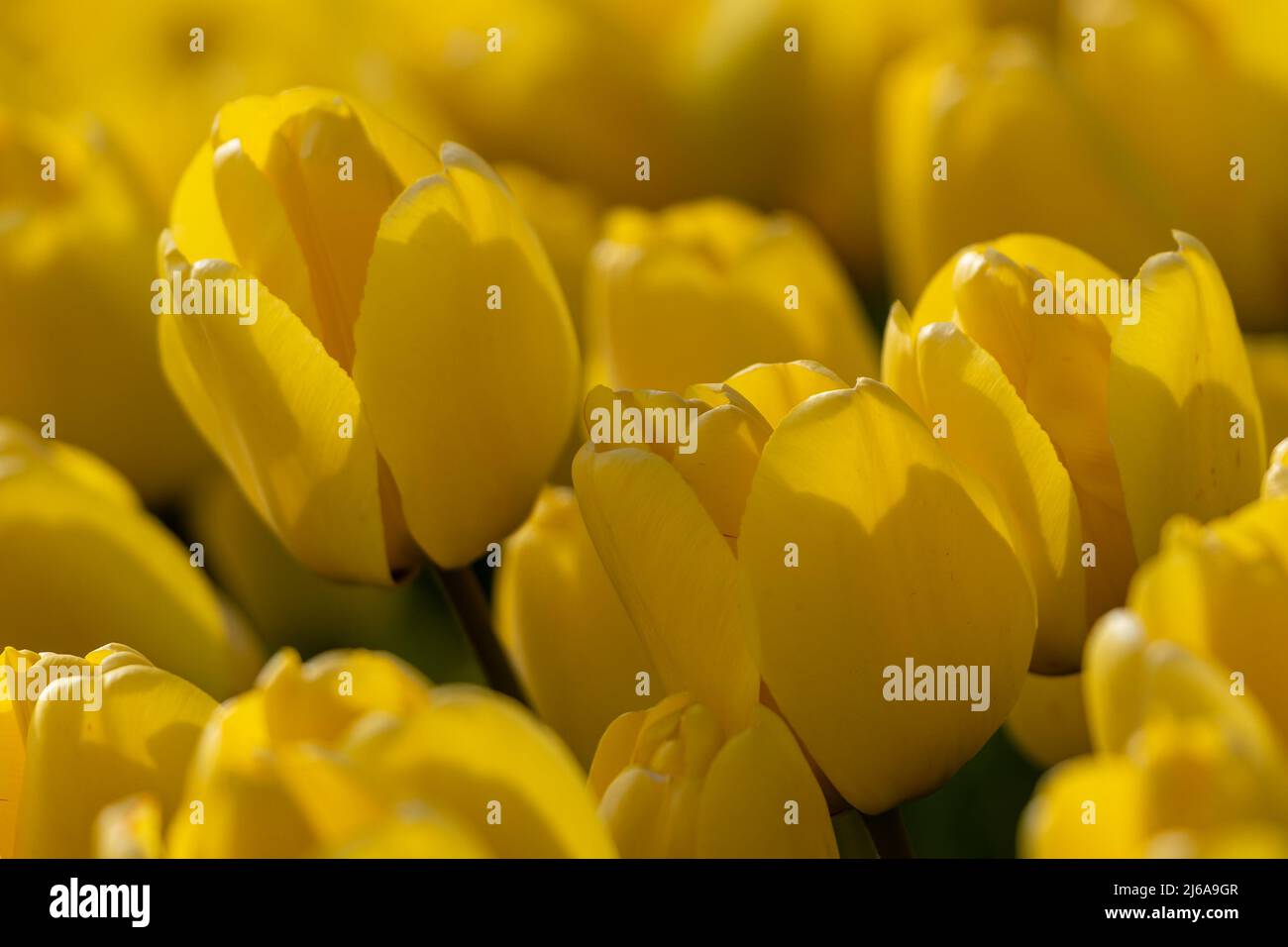 Primer plano de un campo de tulipanes amarillo Foto de stock