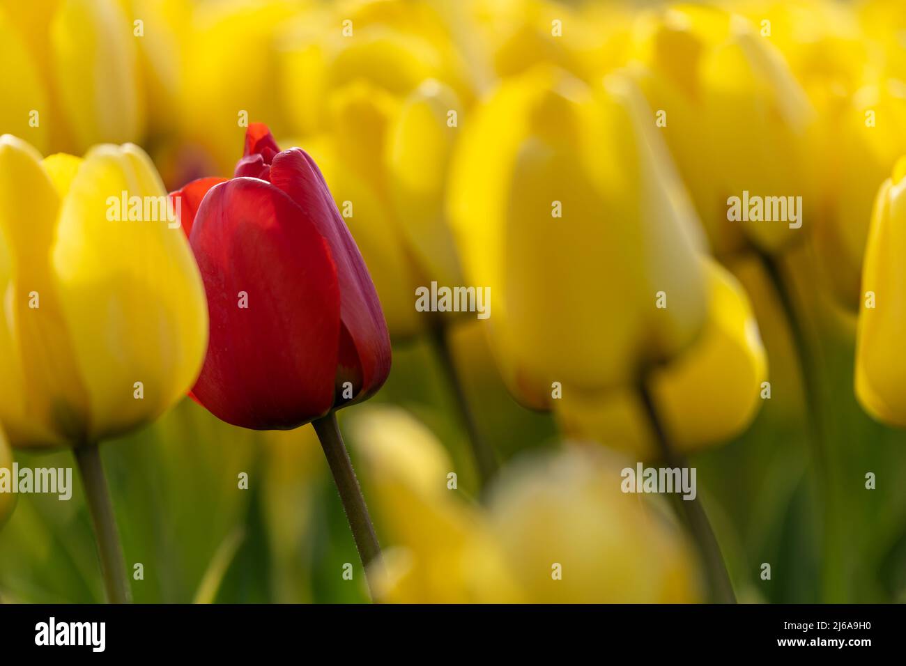 Sólo un tulipán rojo en un campo de tulipanes amarillos Foto de stock