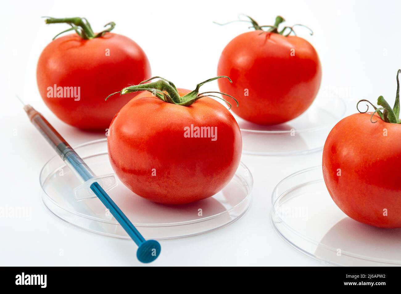 Alimentos genéticamente modificados o alimentos OGM, mejora genética de los productos y manipulación de adn idea conceptual con tomate rojo, plato de Petri y una jeringa Foto de stock