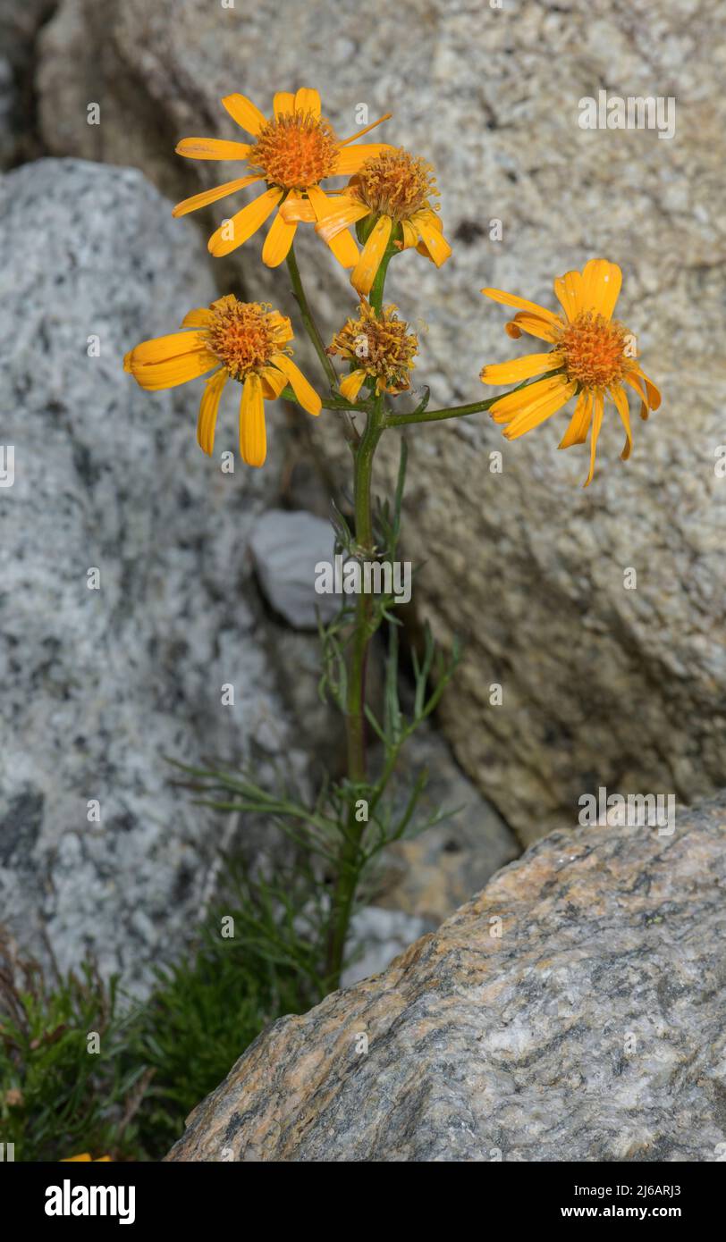 Ragwort pinnato-leaved, Senecio abrotanifolius, en flor en pendiente rocosa en los Alpes. Foto de stock