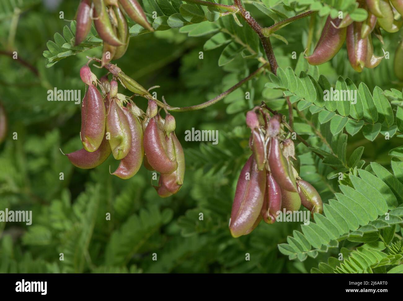 Frutos de lentejas de montaña, Astragalus pénduliflora, Alpes suizos. Foto de stock
