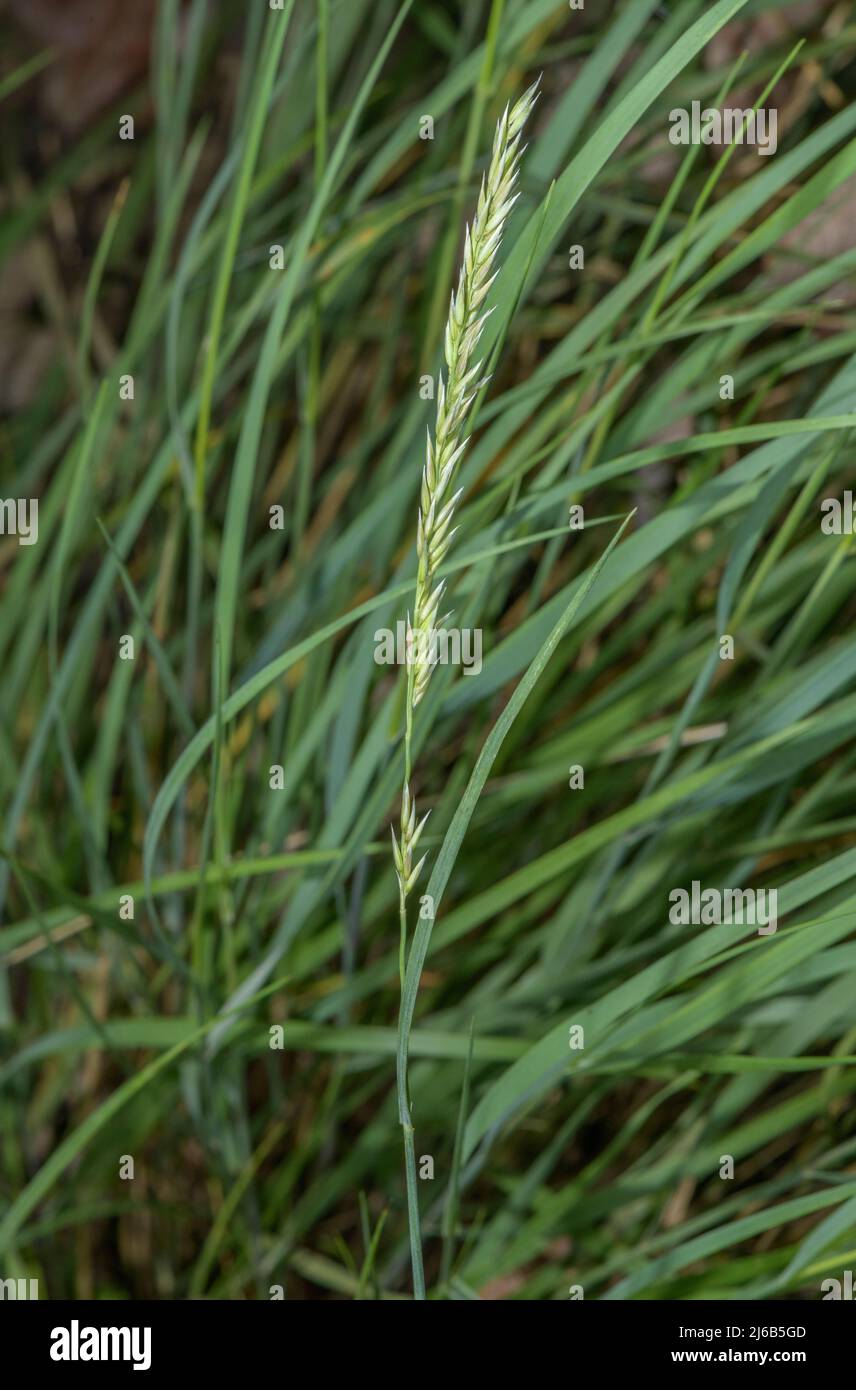 Oat-grass francés, gaudinia fragilis en flor. Foto de stock
