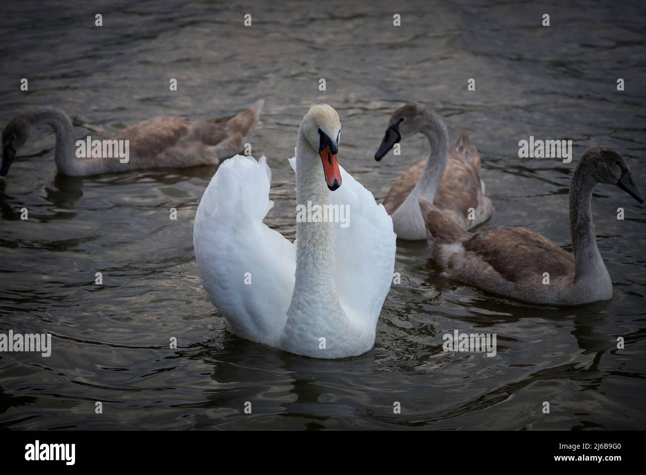 Mute familia de cisnes (Cygnus olor), hembra y pollitos en la superficie del estanque de natación Foto de stock