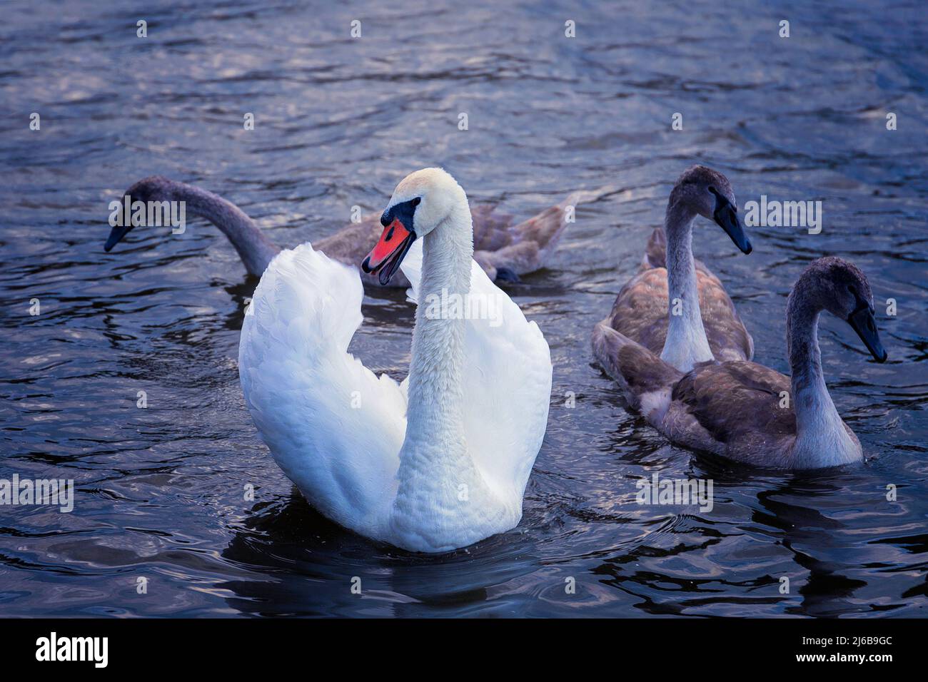 Mute el cisne con polluelos (Cygnus olor), aves silvestres en la superficie del agua Foto de stock