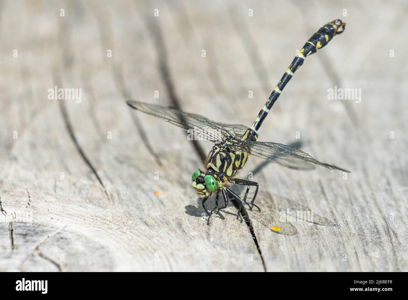 Onychogomphus forcpatus forcpatus, subespecie forcpatus de la cola pequeña o libélula de ojo verde con cola de gancho, un macho. Foto de stock