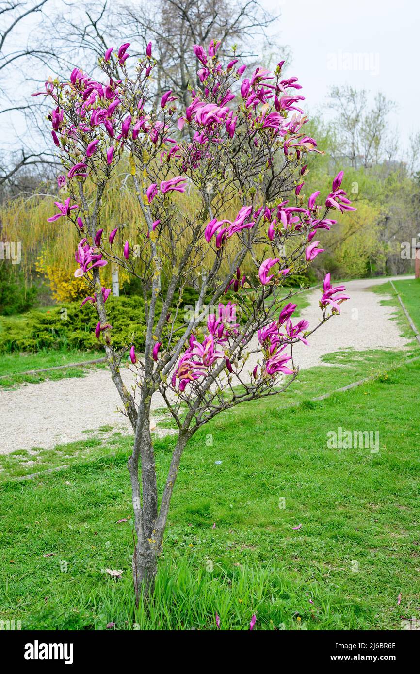 Pequeño árbol con flores de color púrpura y rosa magnolia en flor en una  rama en un jardín en un soleado día de primavera, hermoso exterior floral  fondo fot Fotografía de stock -