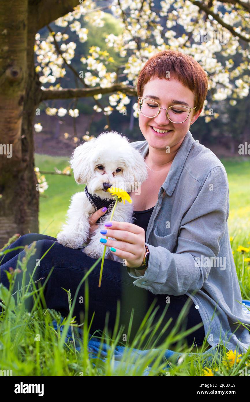 Mujer joven jugando con su perro maltipoo (una raza maltesa-poodle) bajo un árbol bloomig en primavera Foto de stock