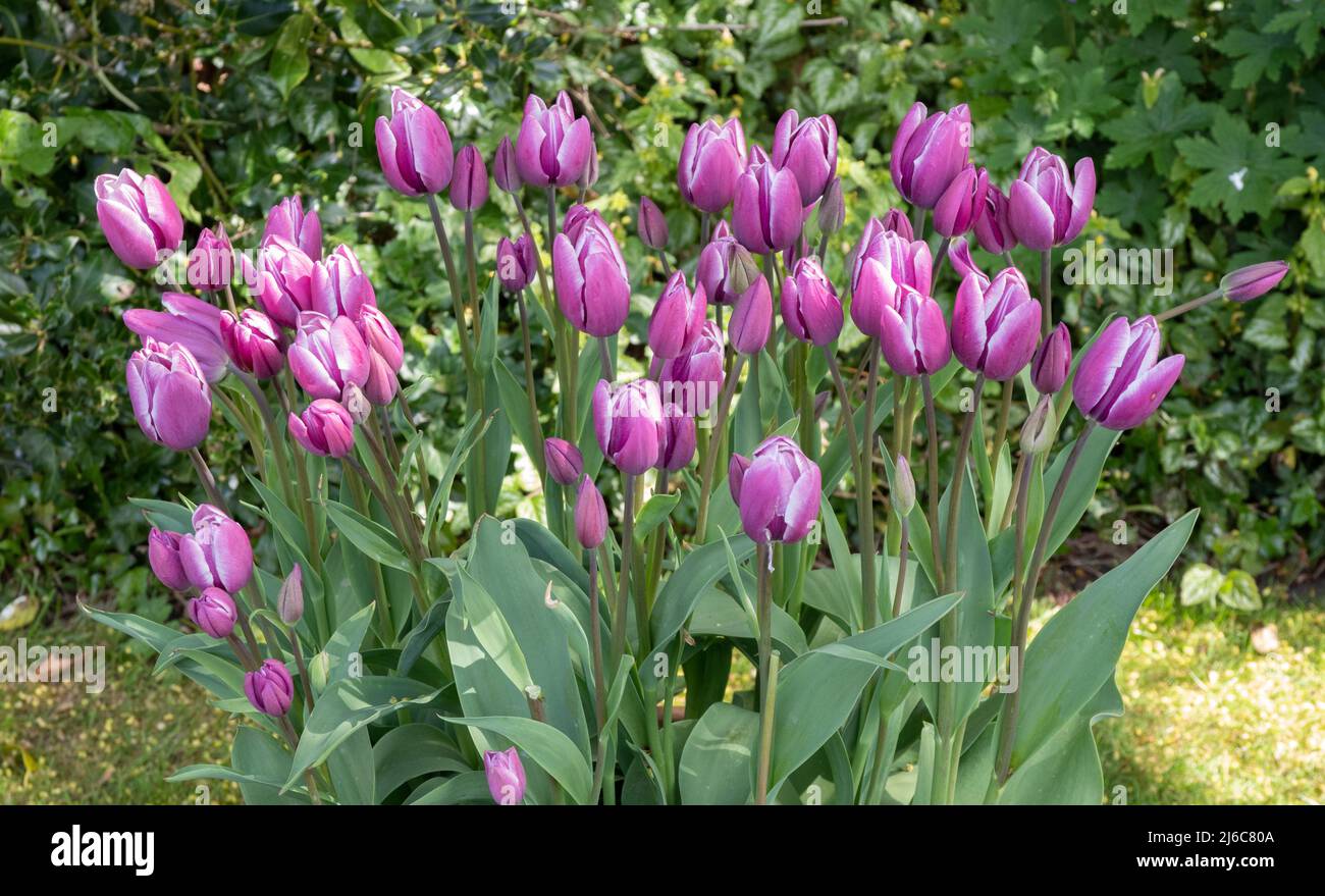 Elegancia púrpura tulipanes Foto de stock