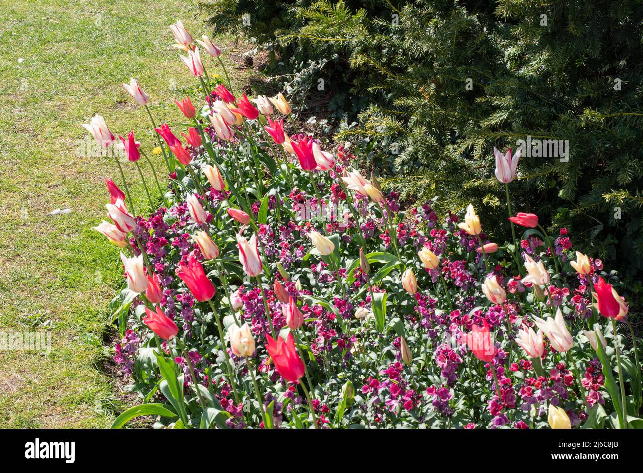 Tulipanes 'Marilyn' (raya roja blanca) y Mariette (rosa) Foto de stock