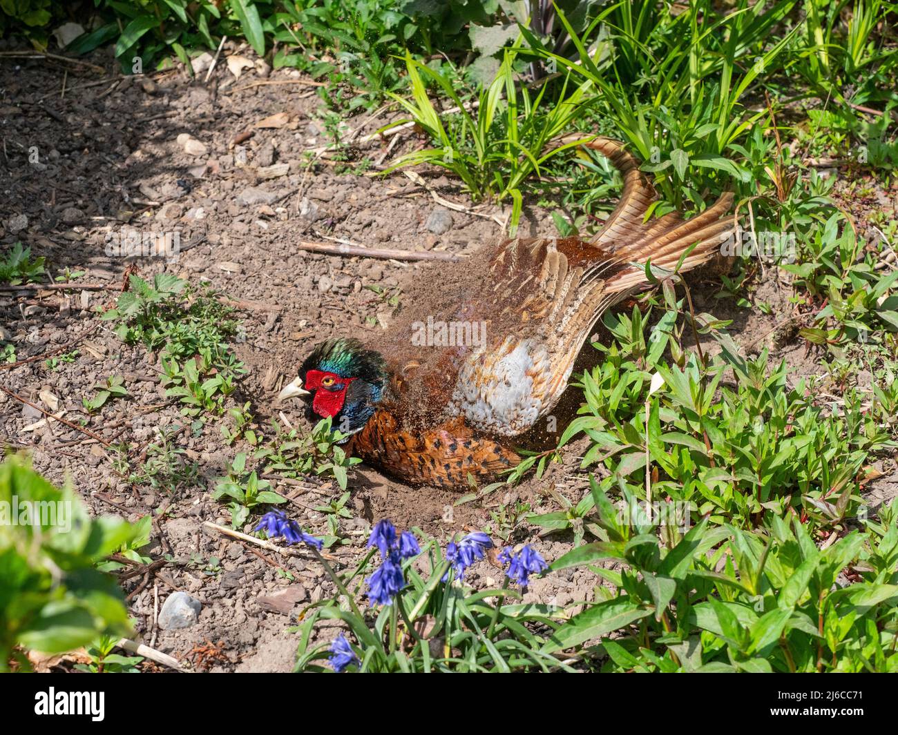 Pheasant macho Phasianus colchicus baño de polvo en primavera Foto de stock