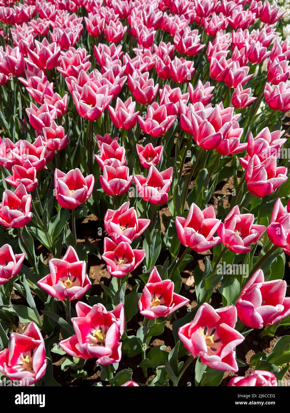 flores tulipanes, fondo natural o superficie con foto de hermosas flores  tulipanes rosas en el jardín en un día soleado en primavera. hermoso  backgroun floral Fotografía de stock - Alamy