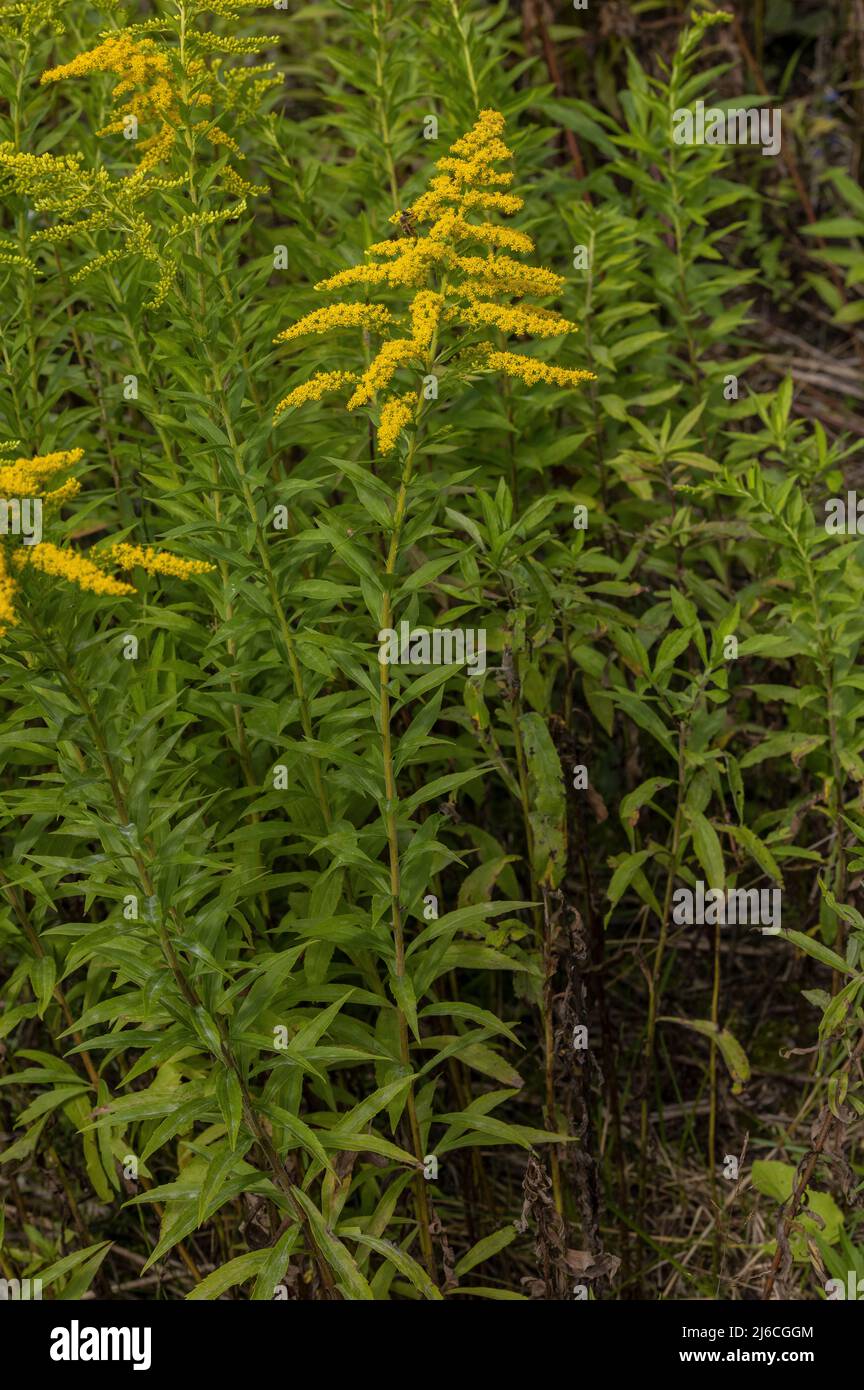 Goldenrod canadiense, Solidago canadensis en flor, naturalizada en los Alpes austríacos. Foto de stock