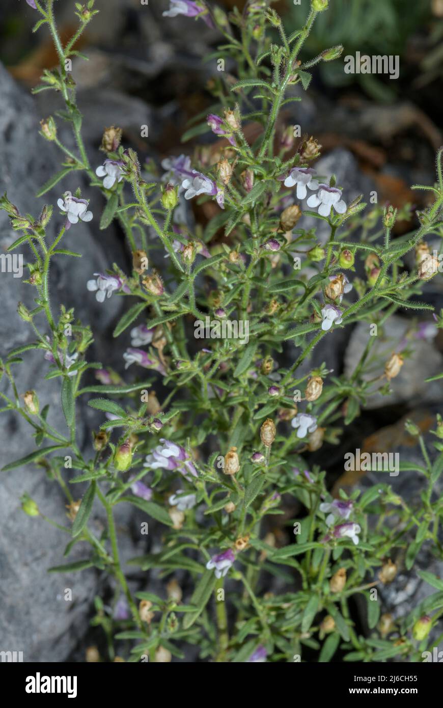 Snapdragon enano, Chaenorhinum origanifolium, en flor en los Pirineos. Foto de stock