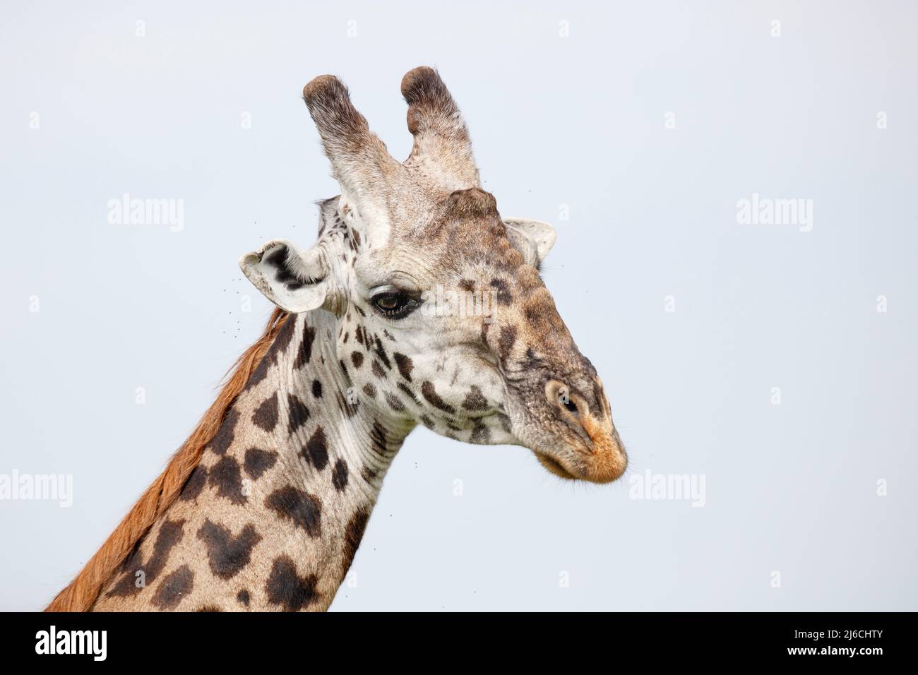Retrato de un macho adulto Masai Giraffe (Giraffa tippelskirchi) en el Parque Nacional Serengeti Foto de stock