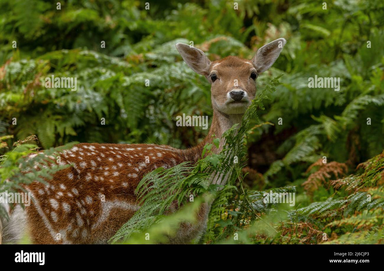 El ciervo de barbecho, Dama dama, entre salobres en el bosque a principios de otoño. Foto de stock