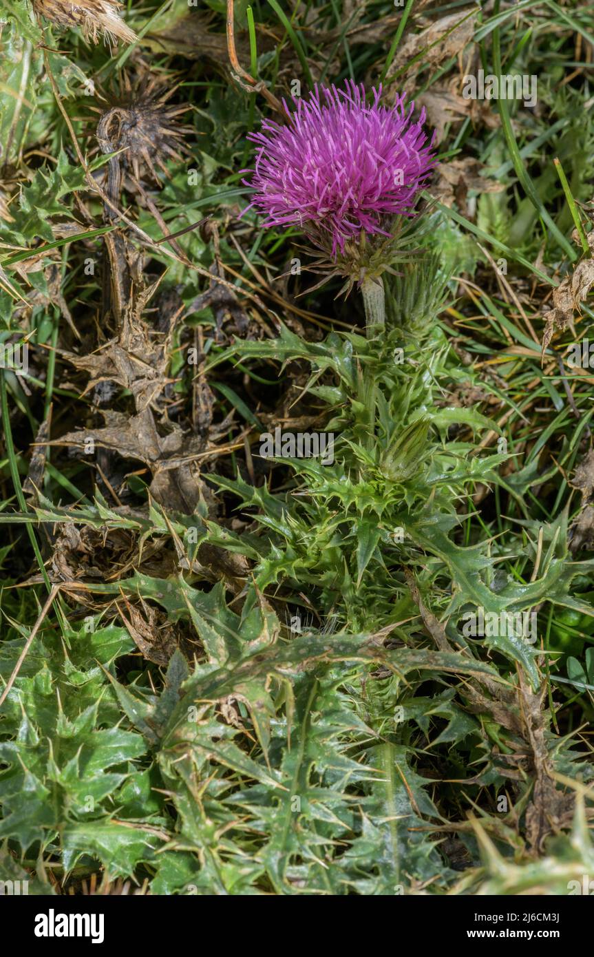 Thistle alpino, Carduus defloratus en flor en los Pirineos. Foto de stock