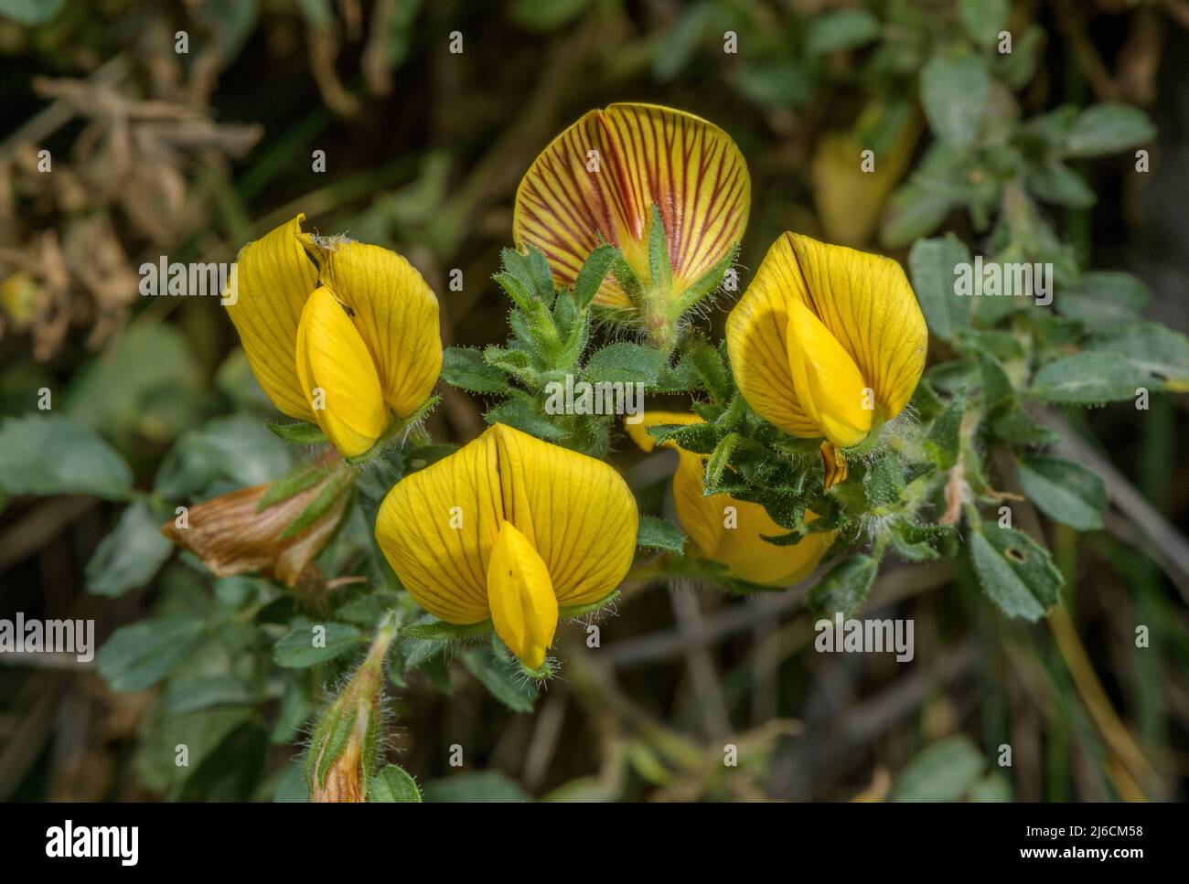 Flecha amarilla, Ononis natrix, en flor que muestra la parte posterior rayada de los estándares. Pirineos. Foto de stock