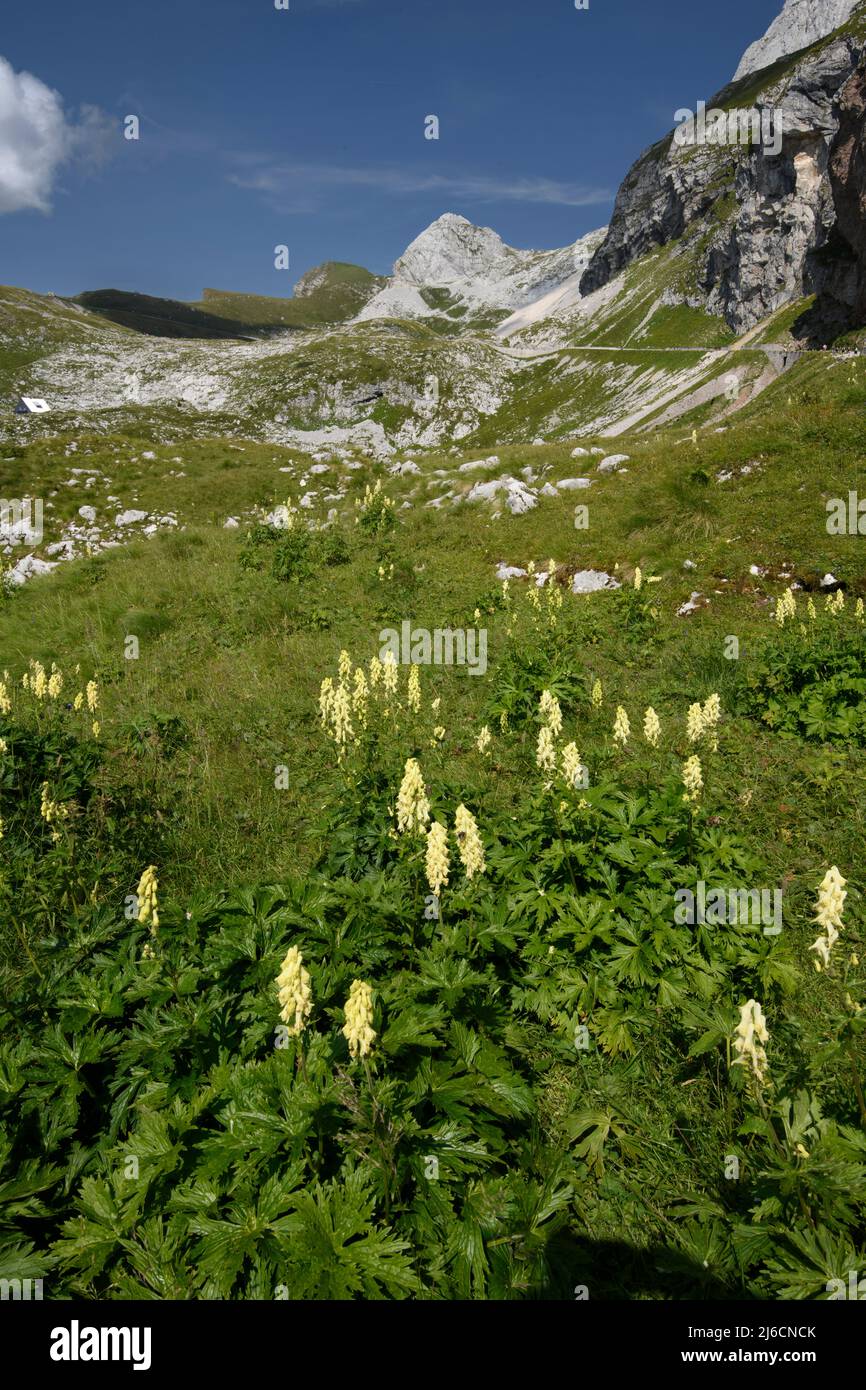 Un Monkshood Amarillo, o Wolfsbane, Aconitum lamarckii, en las laderas de Mangart, los Alpes Julianos, Eslovenia. Foto de stock